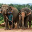 Sri Lanka's coronavirus lockdown has helped reduce the death toll from clashes between elephants and humans