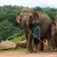 Sri Lanka's coronavirus lockdown has helped reduce the death toll from clashes between elephants and humans