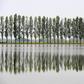 A ricefield in Robbio, northern Italy -- consumption has soared during the coronavirus pandemic while China wants to import Italian varieties too