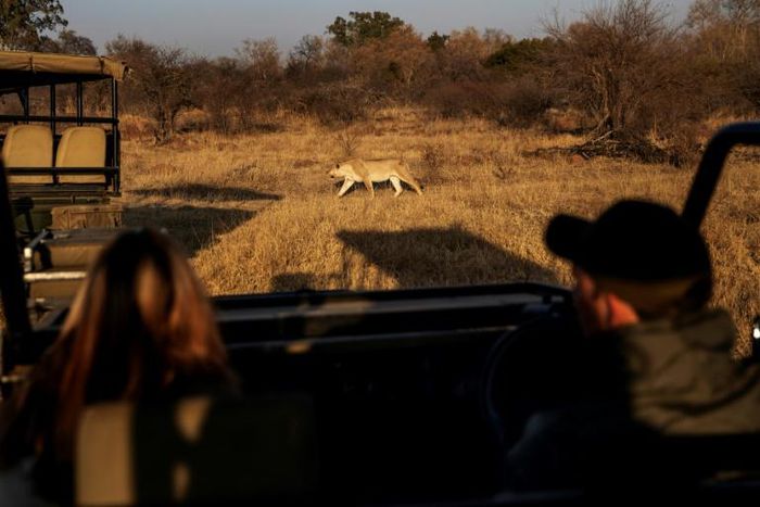 Tourists fresh from a strict coronavirus lockdown in south Africa take advantage of an easing of restrictions to visit a local safari park in need of their business after months without any income