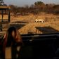 Tourists fresh from a strict coronavirus lockdown in south Africa take advantage of an easing of restrictions to visit a local safari park in need of their business after months without any income