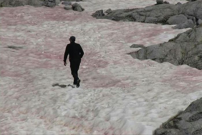 In a first for Italy, pink snow is observed on parts of the Presena glacier, in the north of the country. The phenomenon is caused by algae that develops when snow melts, simultaneously colouring the ice a darker colour. In a vicious circle, the algae ...