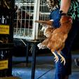 Chicken sales in Belgium have gone 'crazy' during the lockdown