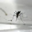 As infection rates of illnesses carried by mosquitoes increase, companies and researchers are racing to develop effective means of controlling the blood-sucking creatures' population