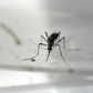 As infection rates of illnesses carried by mosquitoes increase, companies and researchers are racing to develop effective means of controlling the blood-sucking creatures' population