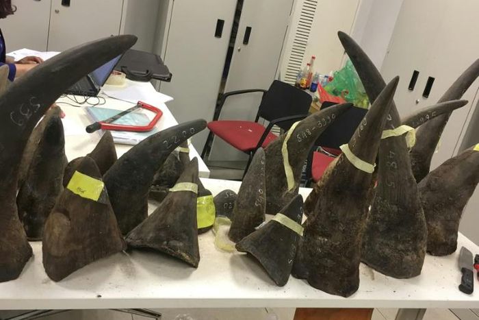 Rhino horn is in great demand in Asia where it is used in traditional medicine. Pictured are seized smuggled rhino horn in Hanoi