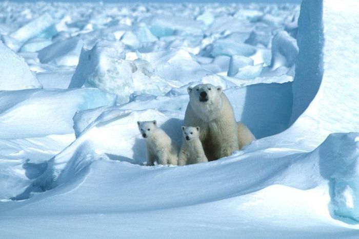 On current trends, polar bears in 18 of 19 subpopulations will have been overtaken within 80 years by the galloping pace of change in the Arctic