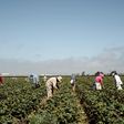 Farmworkers, Mostly Undocumented, Become 'Essential' During Pandemic