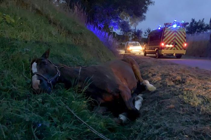 According to the authorities, the attacks are by multiple perpetrators whose methods vary nationwide, further complicating the picture