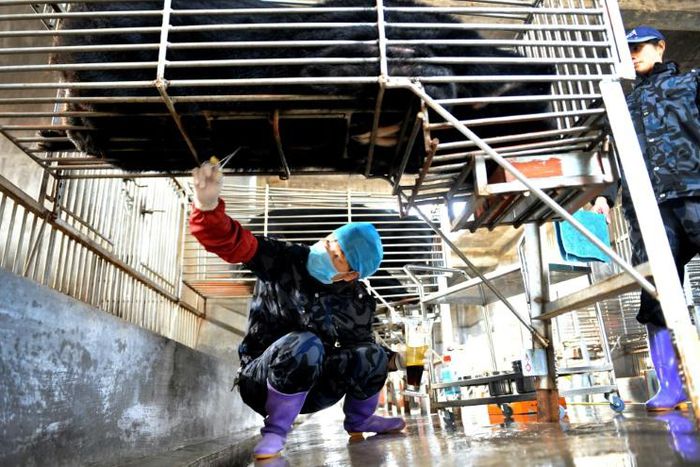 Chinese workers collect bile from a caged bear at a farm in Fujian province. Beijing is promoting the use of bear bile to treat coronavirus patients but it has no proven effectiveness