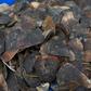 Pangolin scales are used in traditional Chinese medicine, and the animal could have been a possible vector in the novel coronavirus making a leap to humans