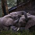 Young elephant bulls tussle on World Elephant Day in Kenya; meanwhile Zimbabwe is investigating the deaths of 12 elephants