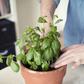 How to Grow, Store, and Eat Fresh Basil