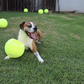 This Guy Surprised His Dog With 100 Tennis Balls