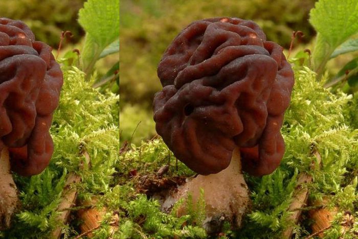 People are eating this potentially deadly mushroom although it’s banned across the world