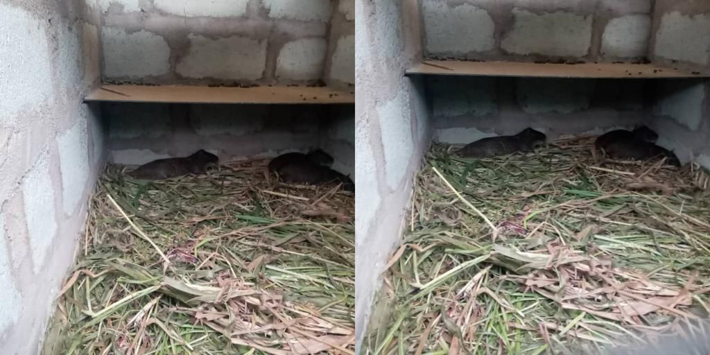 How “God’s direction” to a Ghanaian pastor to convert the roof of his house into farmland  works perfectly (video)
