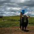 Raising a fighting bull costs a breeder between 4,000 and 5,000 euros, but 90 percent of the investment can be recouped by selling him for a show