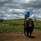 Raising a fighting bull costs a breeder between 4,000 and 5,000 euros, but 90 percent of the investment can be recouped by selling him for a show