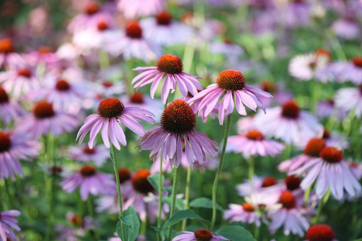 The 20 Best Perennials To Add Some Life And Color To Your Home Garden