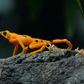 A Panamanian golden frog is pictured at El Nispero Zoo and Botanical Garden, east of Panama City, in 2009