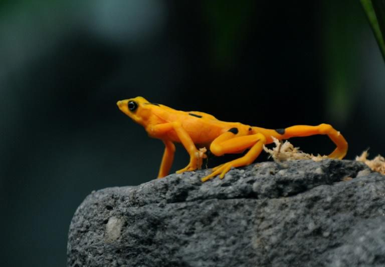 The golden poison frog