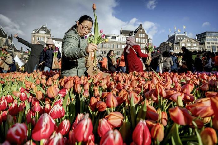 Tulips from Amsterdam are shipped all over the world
