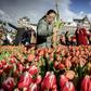 Tulips from Amsterdam are shipped all over the world