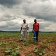 For Zimbabwean farmers like Benard Chinyemba (L), 60, a qualified mechanical engineer who was offered a farm during Zimbabwe's land reform, the programme is a success