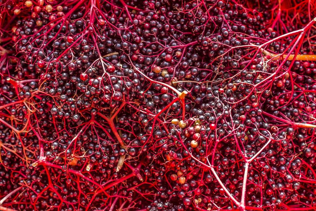 Harvested elder berries, full frame