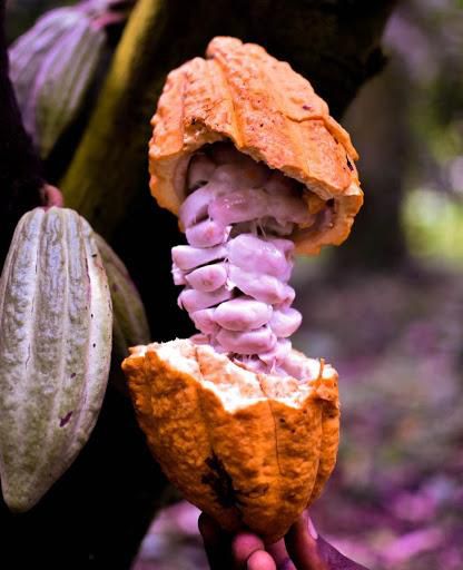 A chocolate bar for the people by the people