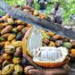 CAN wants 5% oil revenue invested in cocoa production. [ISSOUF SANOGO/AFP/Getty Images)]