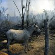 A donkey stands tied up next to a burnt area of an Amazon rainforest reserve in the Brazilian state of Para, where farmers lighting fires to clear land have outraged conservationists