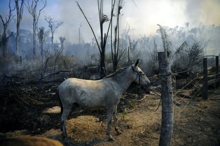 A donkey stands tied up next to a burnt area of an Amazon rainforest reserve in the Brazilian state of Para, where farmers lighting fires to clear land have outraged conservationists