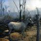 A donkey stands tied up next to a burnt area of an Amazon rainforest reserve in the Brazilian state of Para, where farmers lighting fires to clear land have outraged conservationists