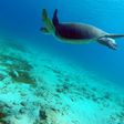 Green turtles migrate hundreds of kilometres from the Great Barrier Reef to lay their eggs each year