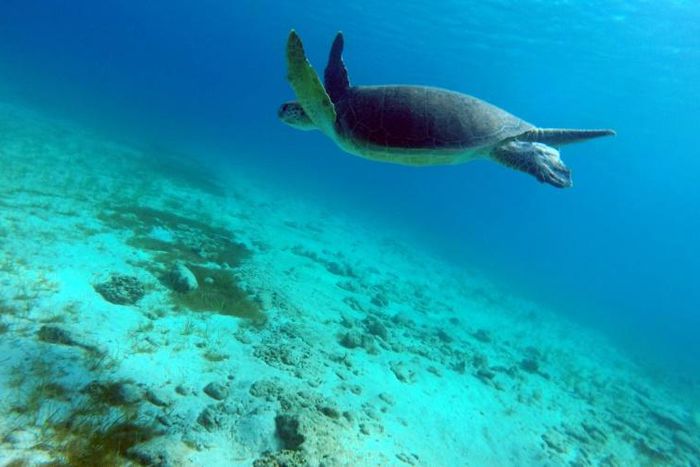 Green turtles migrate hundreds of kilometres from the Great Barrier Reef to lay their eggs each year