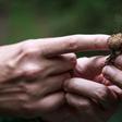 The Truth About Mushroom Supplements