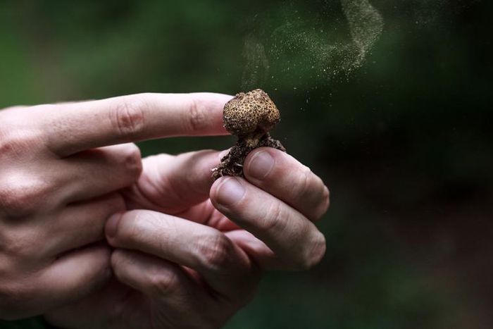 The Truth About Mushroom Supplements