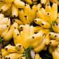 Dr. Pimple Popper Squeezed a 'Mashed Banana' Cyst