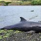 Some of the whales appeared to have injuries
