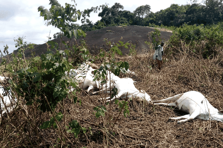 Herdsmen run helter-skelter as strange thunder kills 36 cows in one strike