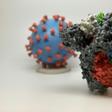 The new coronavirus infects human cells using the spike proteins (shown enlarged in the foreground) on its surface