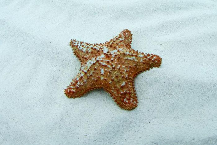 Watch Dr. P Detach A 'Starfish' Stomach Lipoma