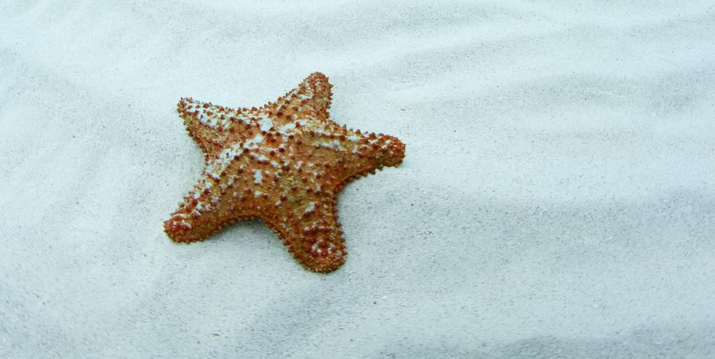 Starfish