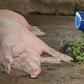“If the owner has forgiven, has the pig forgiven him? – Judge vows to deal with man who had sex with pig