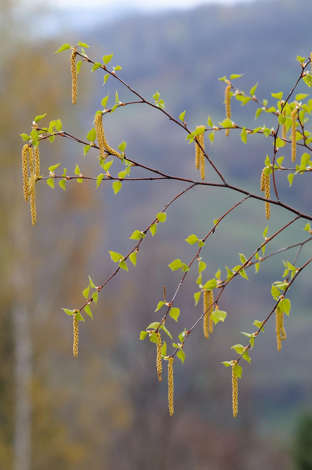 Close-Up Of Plants Against Sky