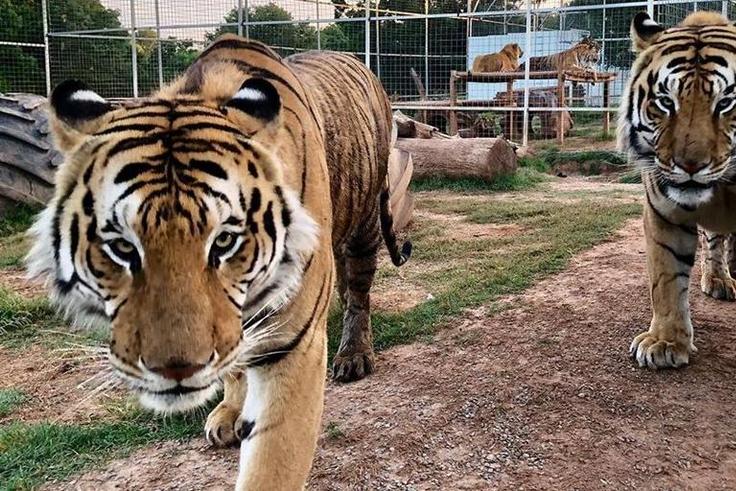 You Can Get A 'Tiger King' Shoutout On Cameo
