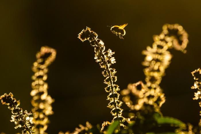 One-in-six species of bees have gone regionally extinct somewhere in the world