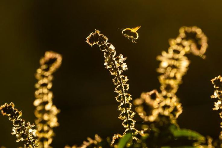 One-in-six species of bees have gone regionally extinct somewhere in the world