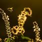 One-in-six species of bees have gone regionally extinct somewhere in the world